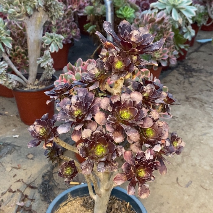 黑豆多肉植物7。   