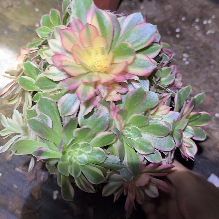 精品黑魔锦老桩特价福利47