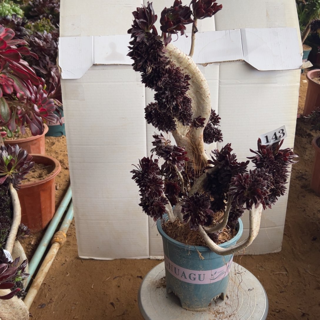 有伤黑缀143高40