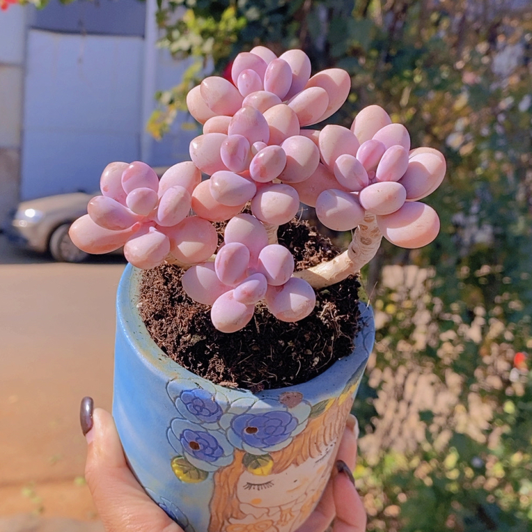 亚美粉黛5头桃蛋老桩多肉植物9cm