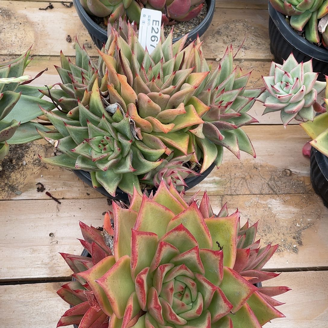 若如东云组拍E267