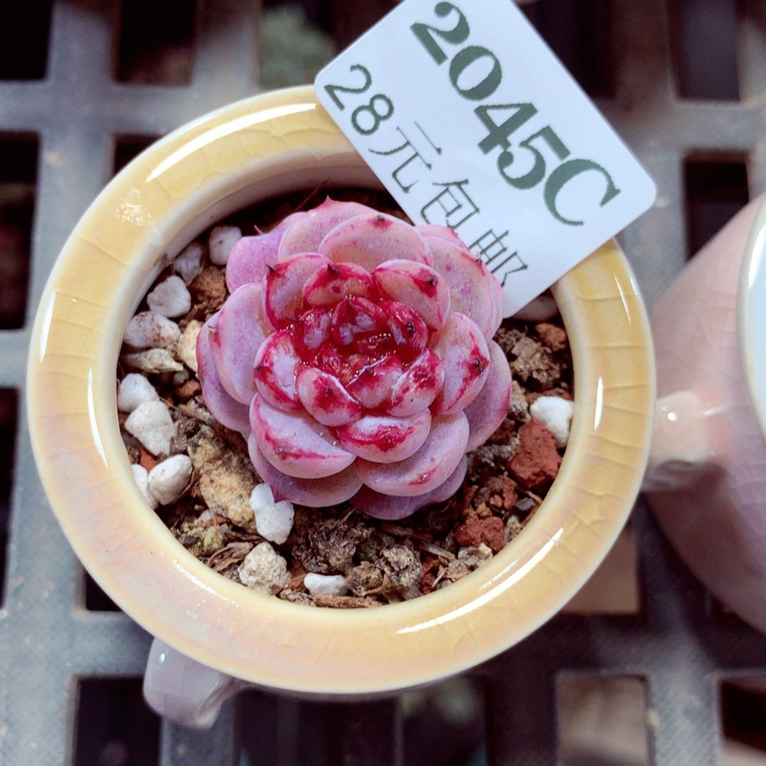 5厘米盆精控多肉2045