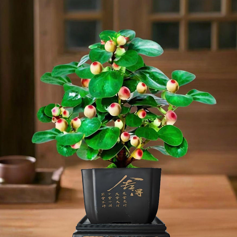 【今日特价 带盆带土】菩提盆栽带果老桩菩提树盆景禅意办公室植物