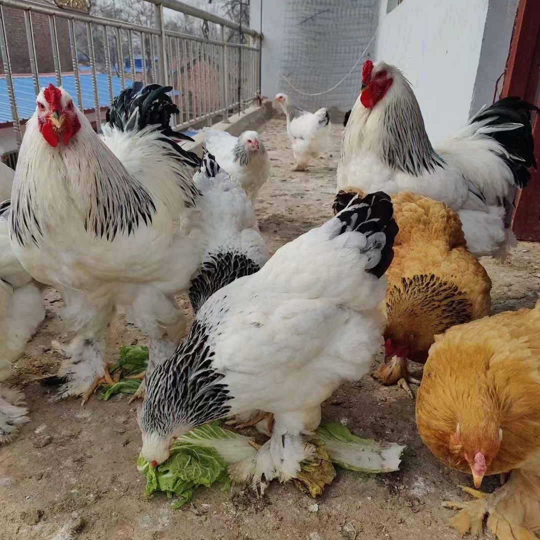 养殖笼、养殖育雏通用、斗鸡婆罗门鸡观赏鸡笼、组装含配件免电焊。