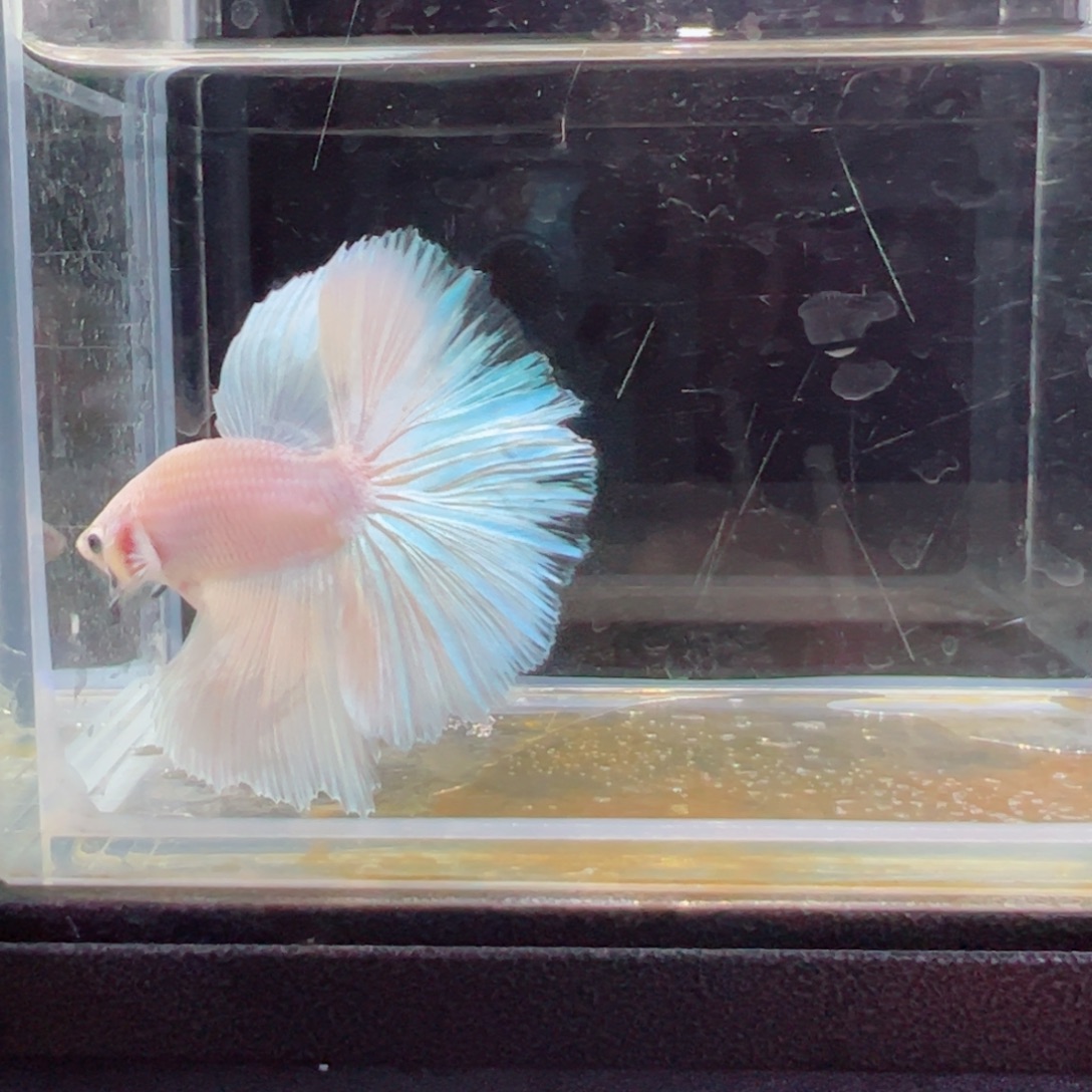 斗鱼浅色特殊尾hhhh