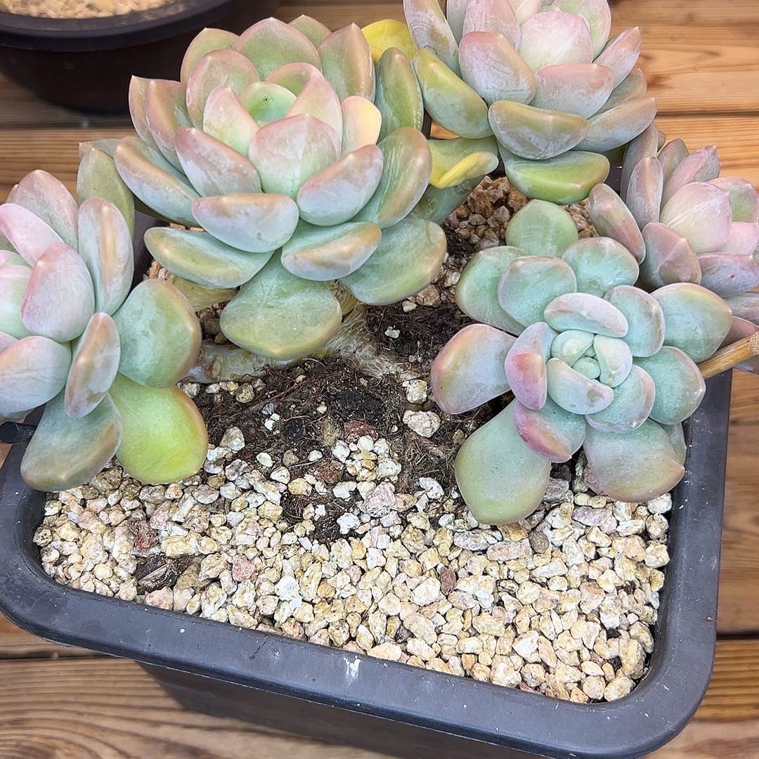 彼***花5头芒果冰，一物一拍