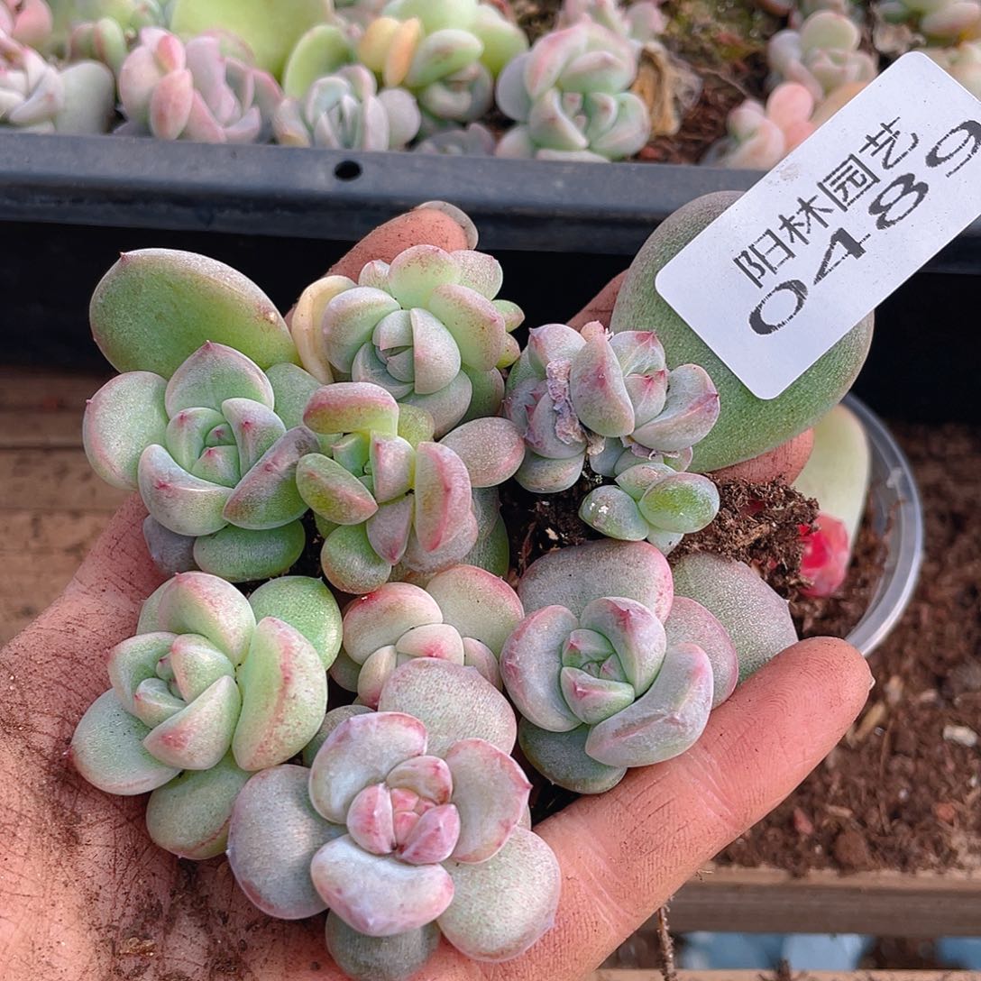 多肉植物多肉植物489