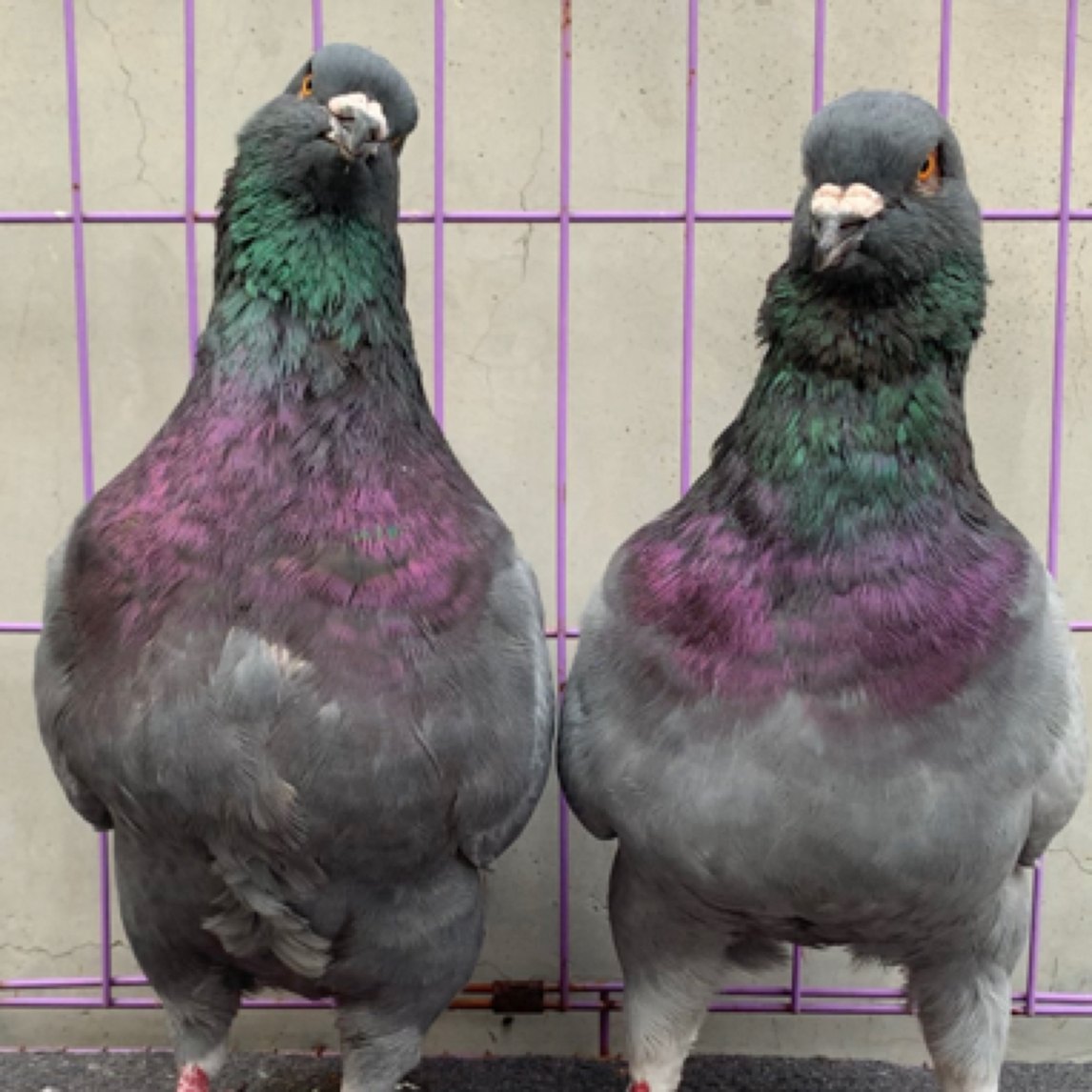 元宝圆环鸽直播间专用链接鸽子草窝用品