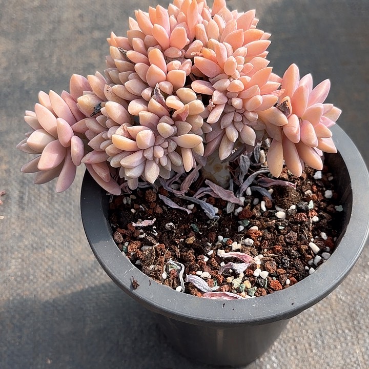 多肉植物，淡雪缀