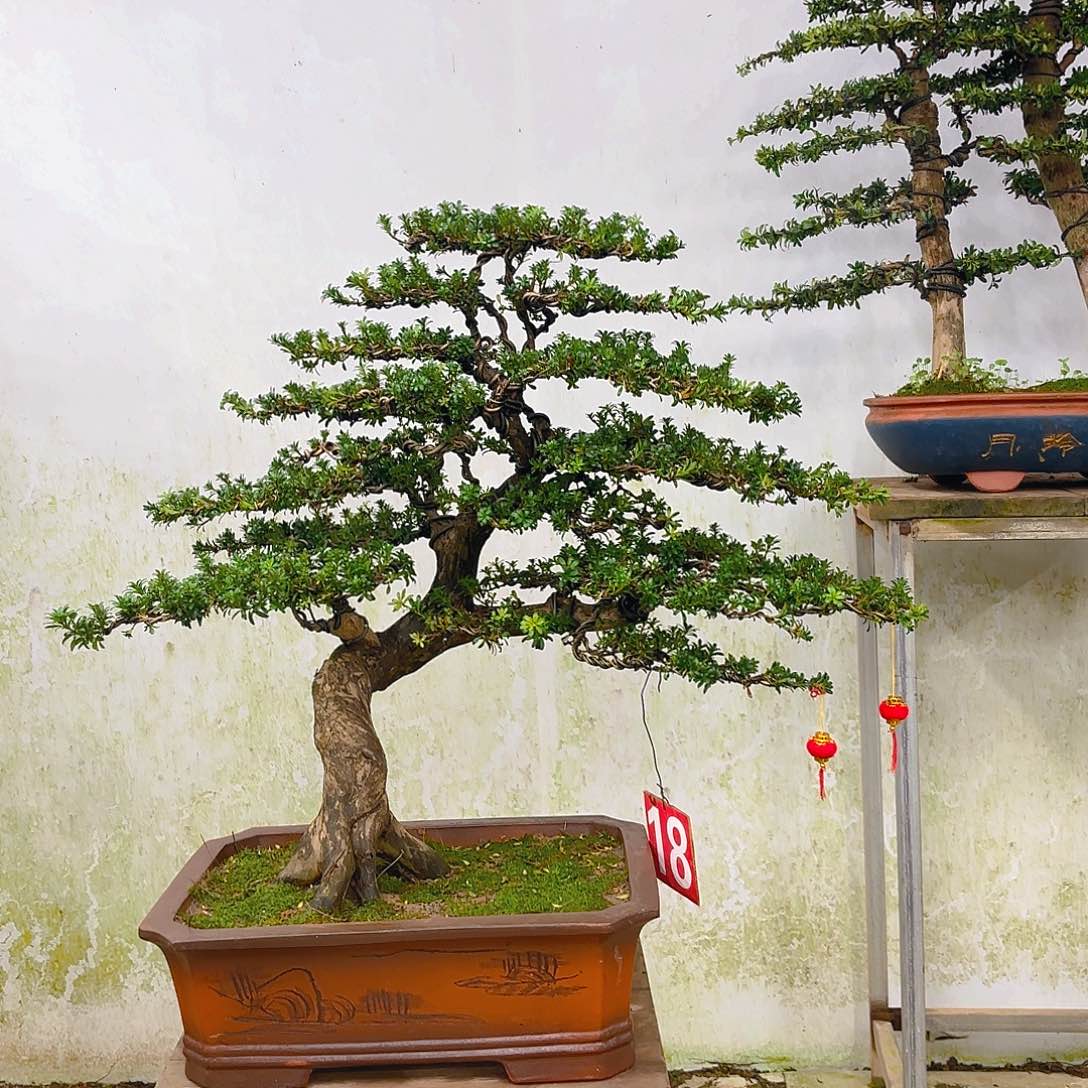 木红芽罗汉松带盆