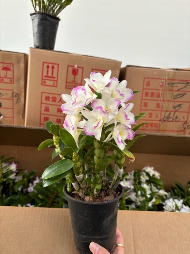 石斛兰——甜心春石斛     (任意两颗包邮只拍一颗发苗)