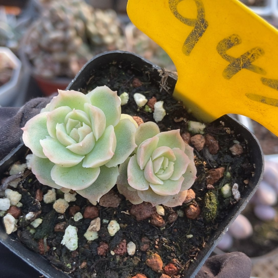 943虾饺多肉植物多肉