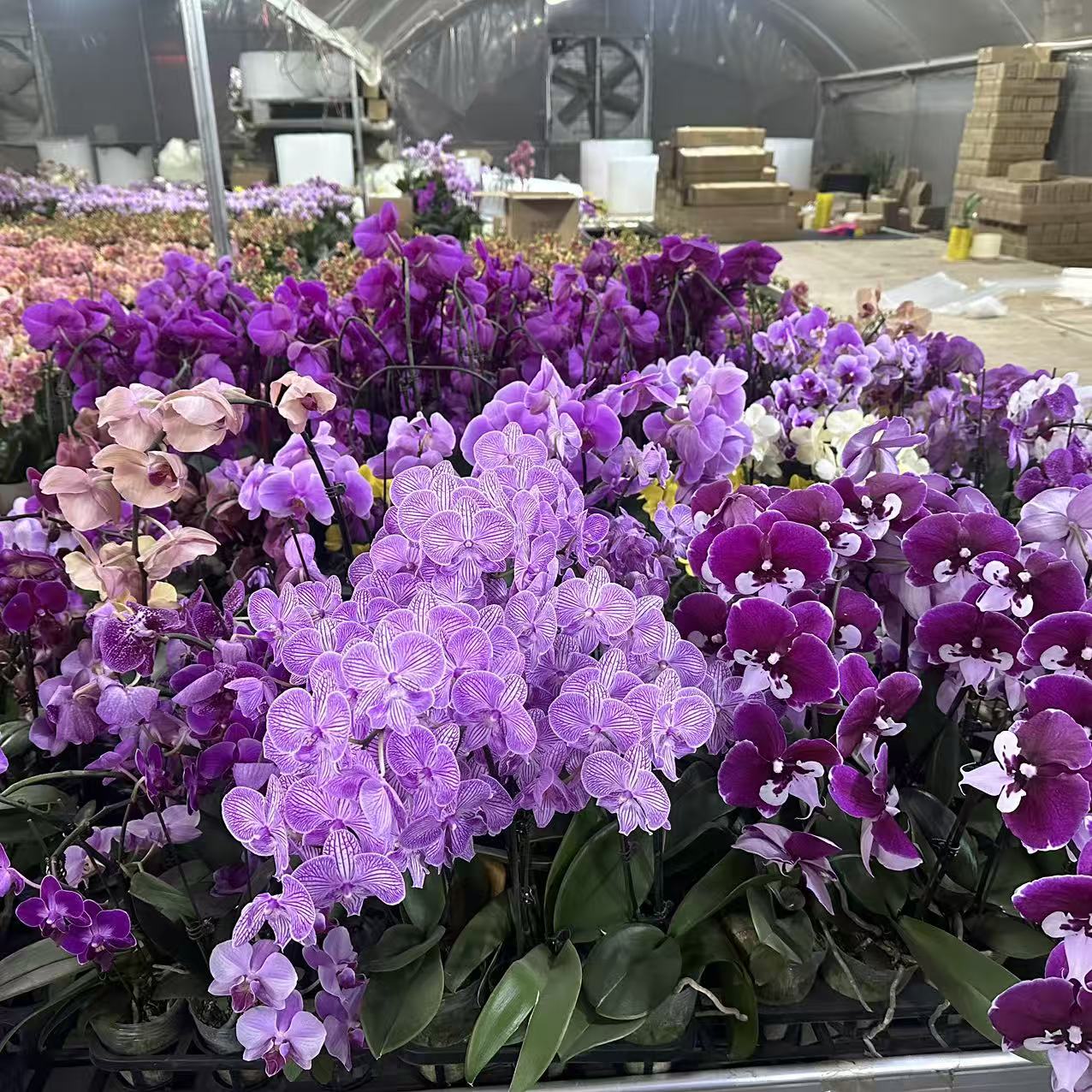 蝴蝶兰【开花株】随机品种带花发货 室内花花 基地直发