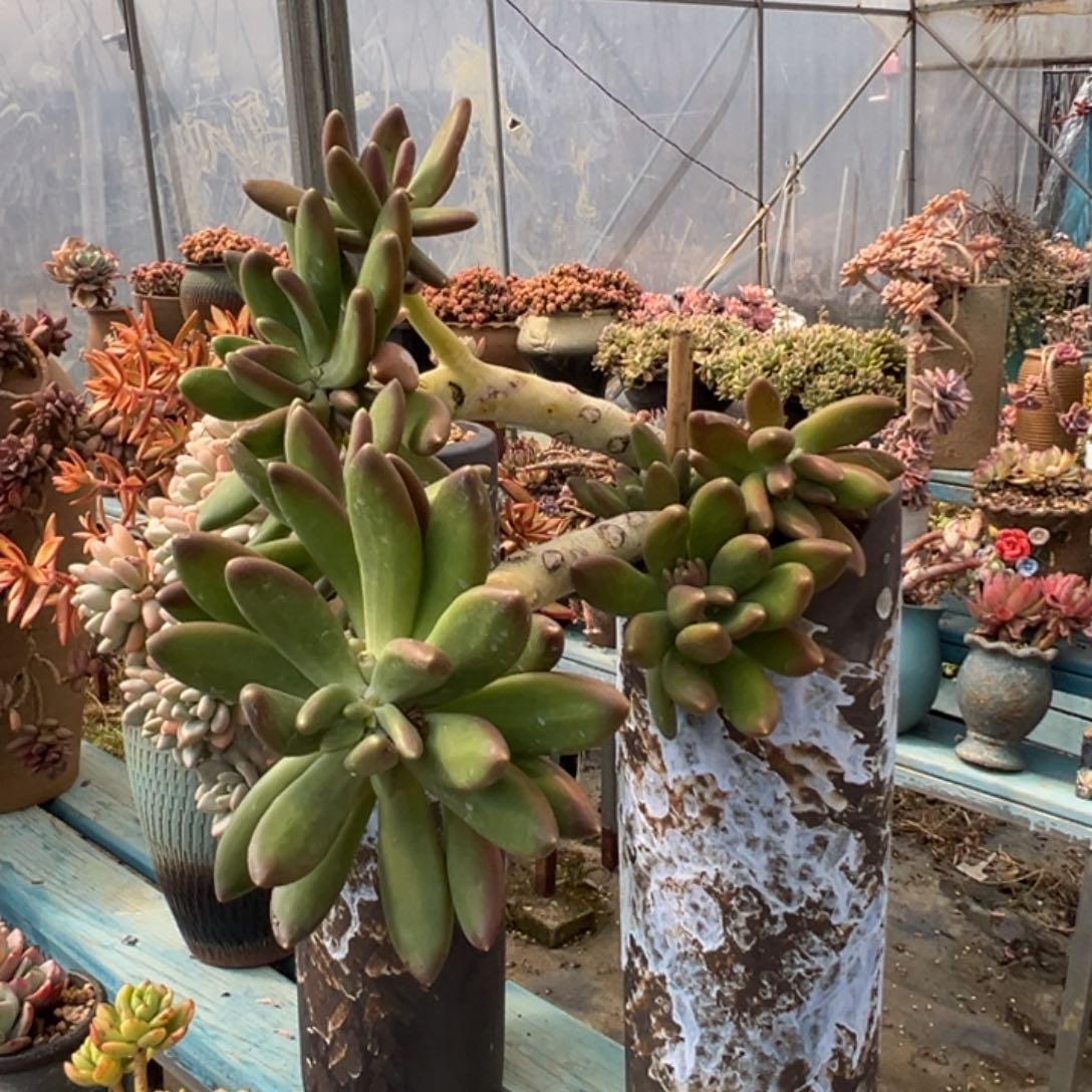 老桩金蚕裸肉发货