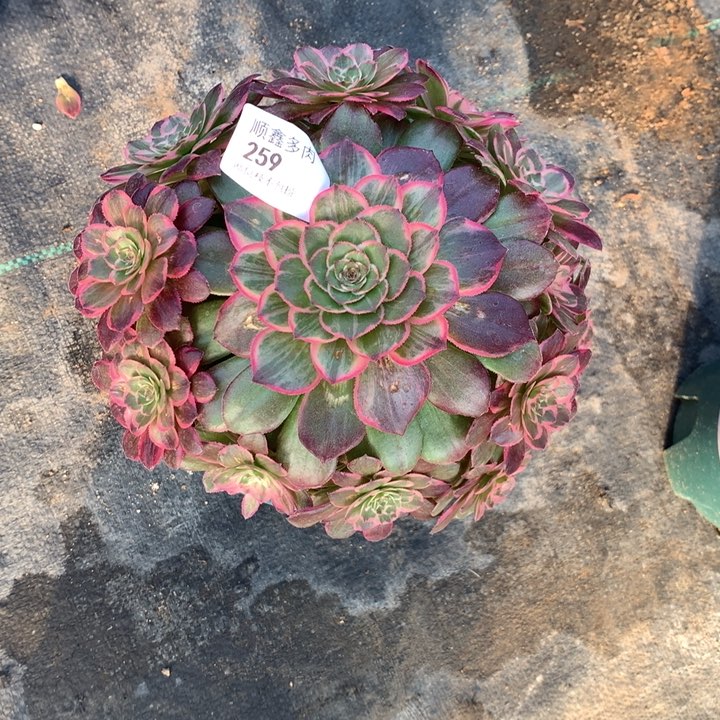 259莲花座多肉植物