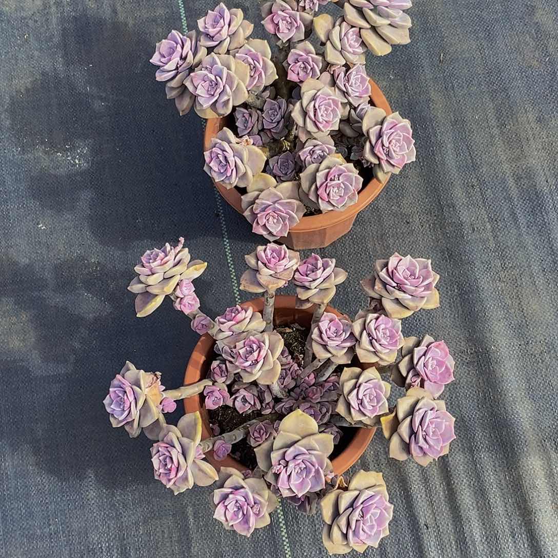 糖****?多肉植物一物一拍