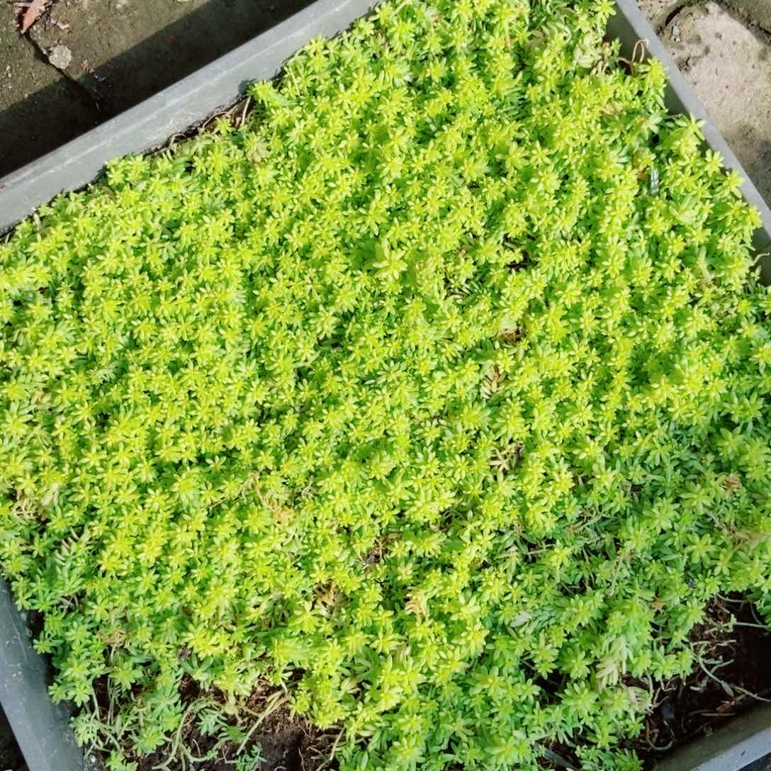 黄金草一份带土发货