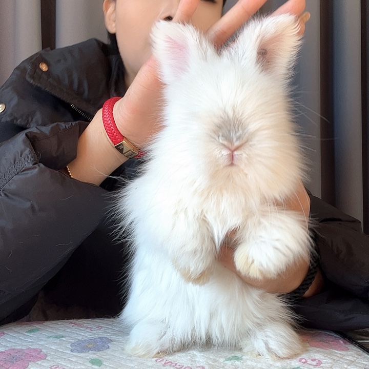 网红安哥拉兔霜白色弟弟92