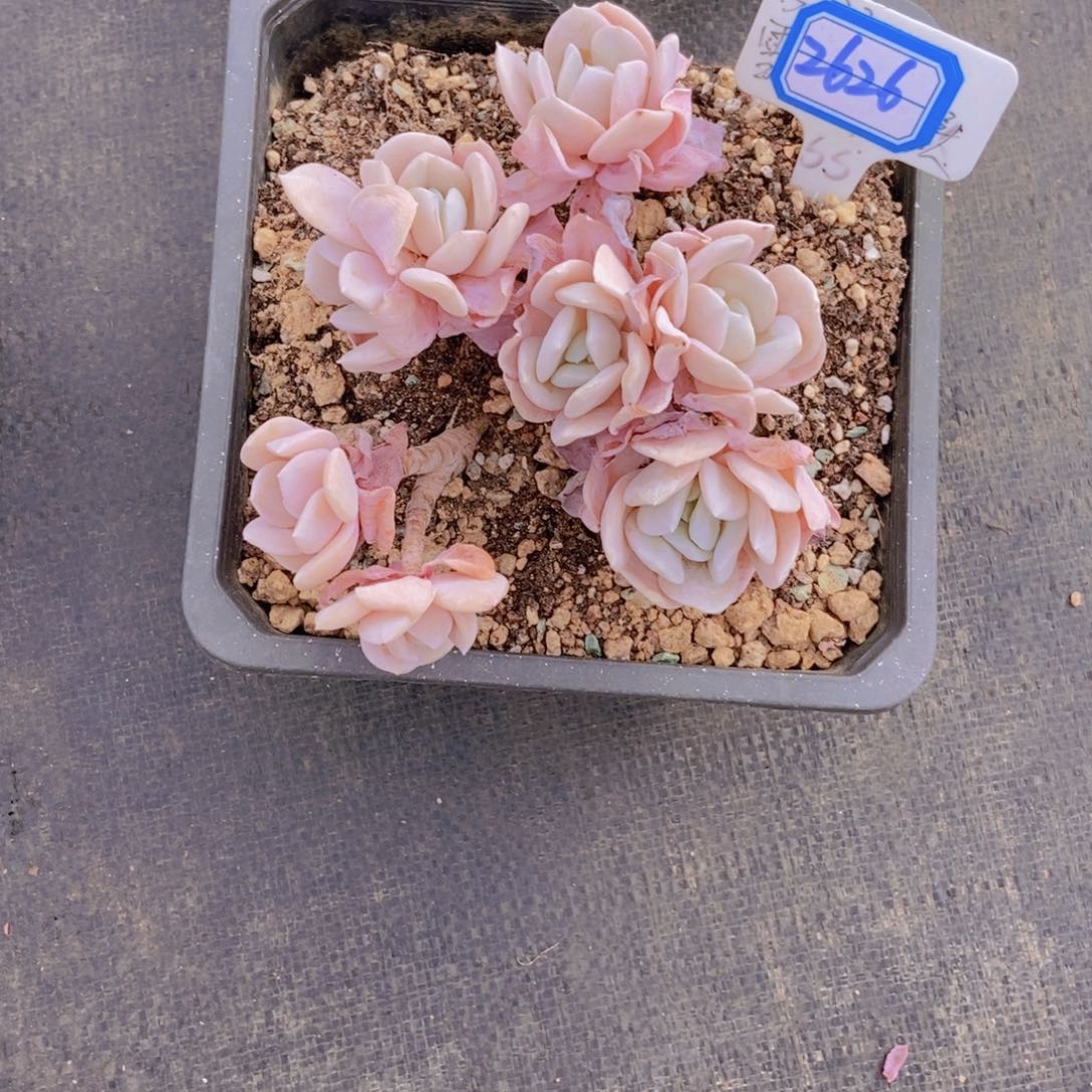 桃***桃2626雪特群一颗一