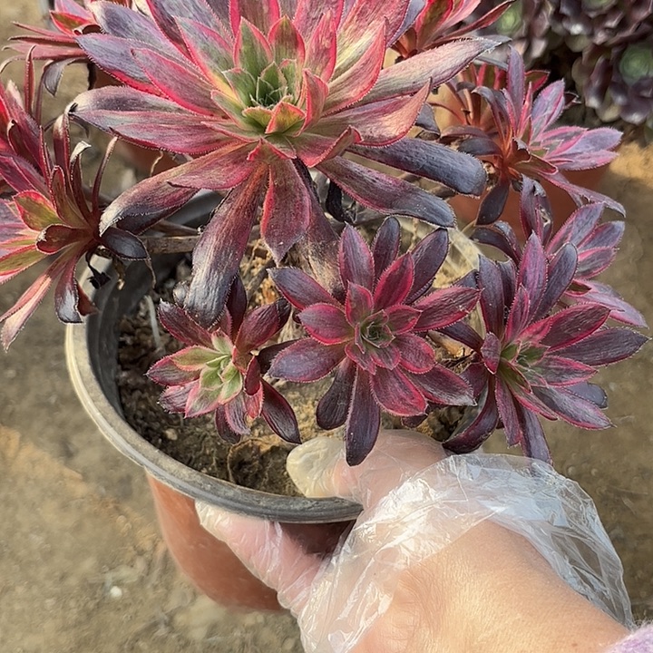 花***8多肉植物不包损46