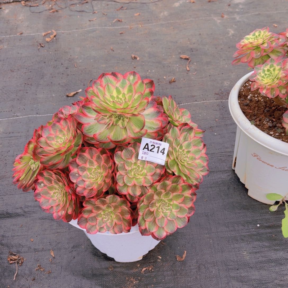 云河多肉植物214