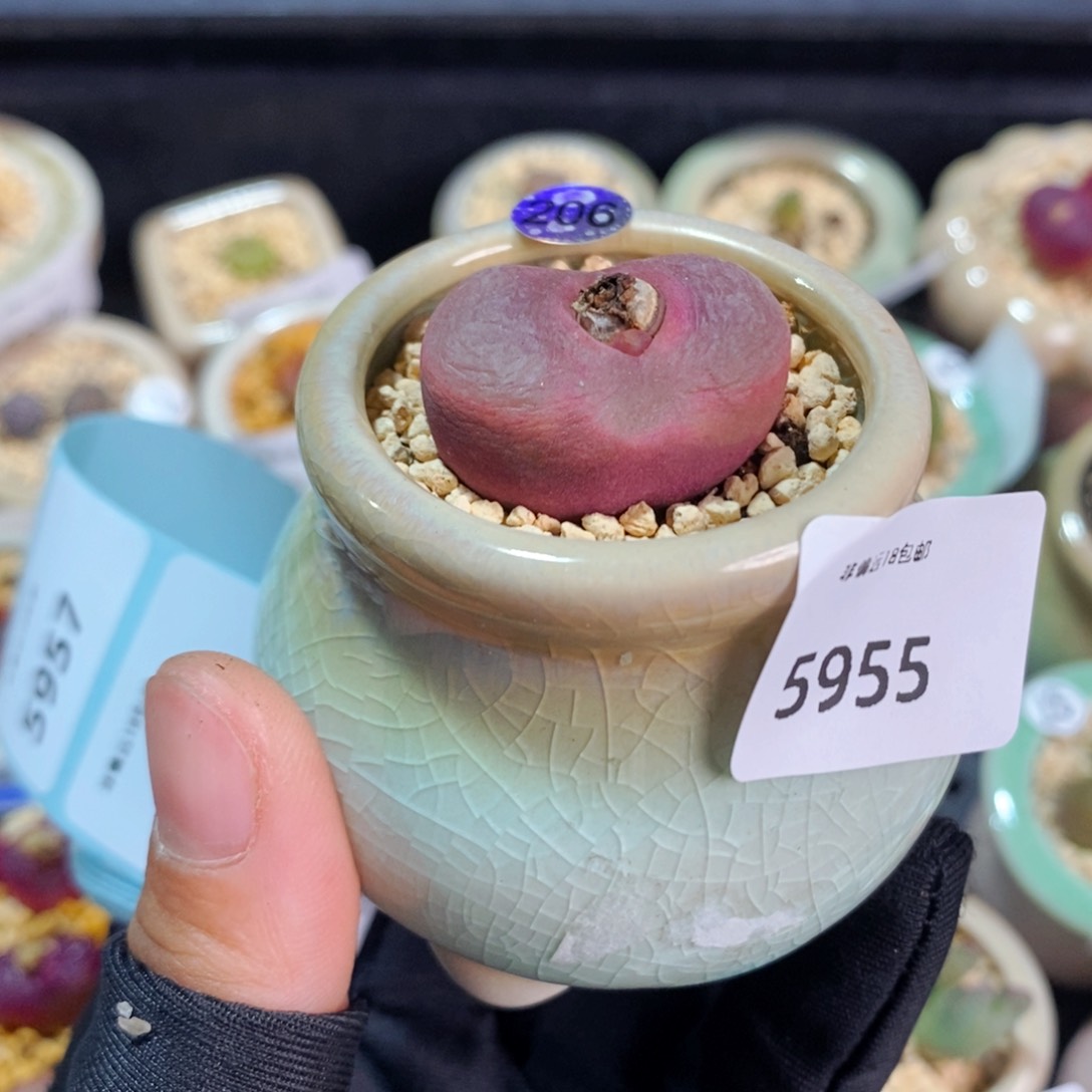 5955--一物一拍 带盆