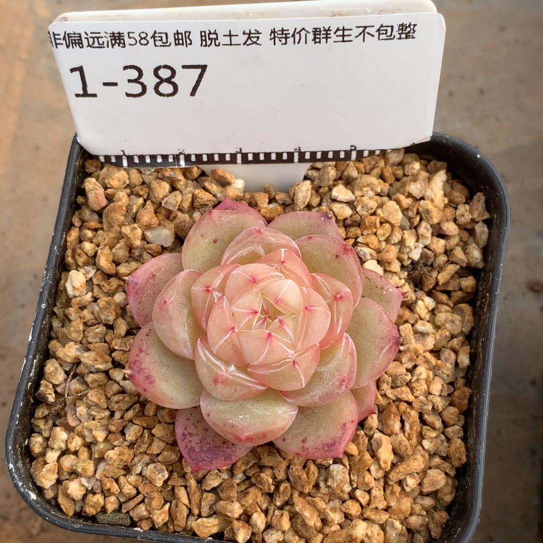 珍妮优选精品多肉58包邮