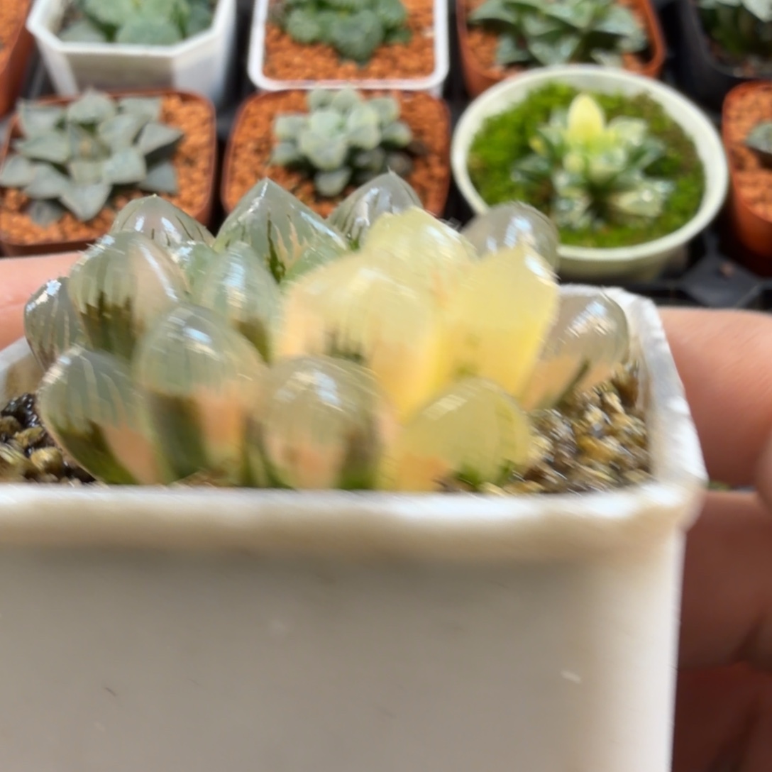 十二卷福利糊班锦玉露