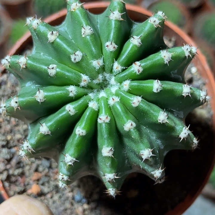 27号实生短刺彩草