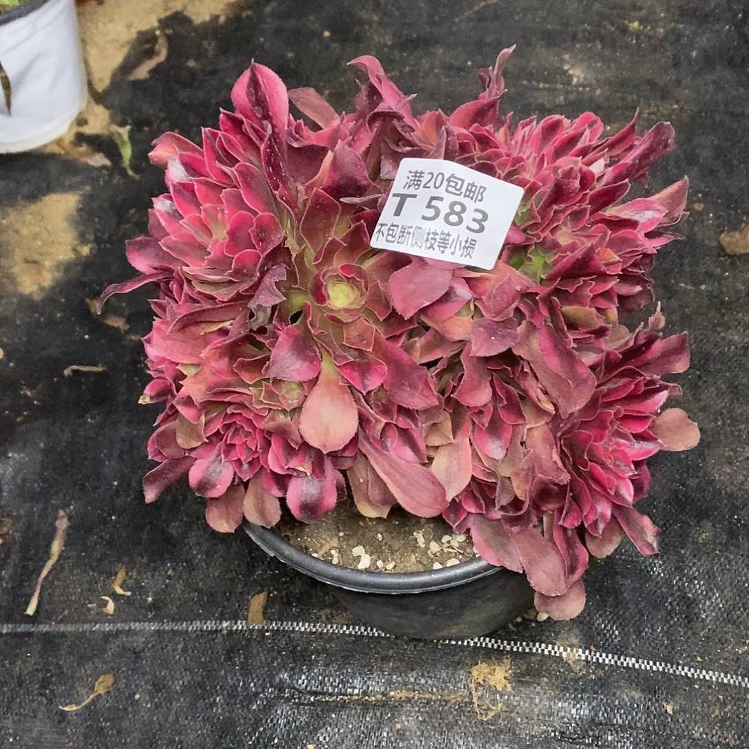 583香妃缀化多肉法师锦