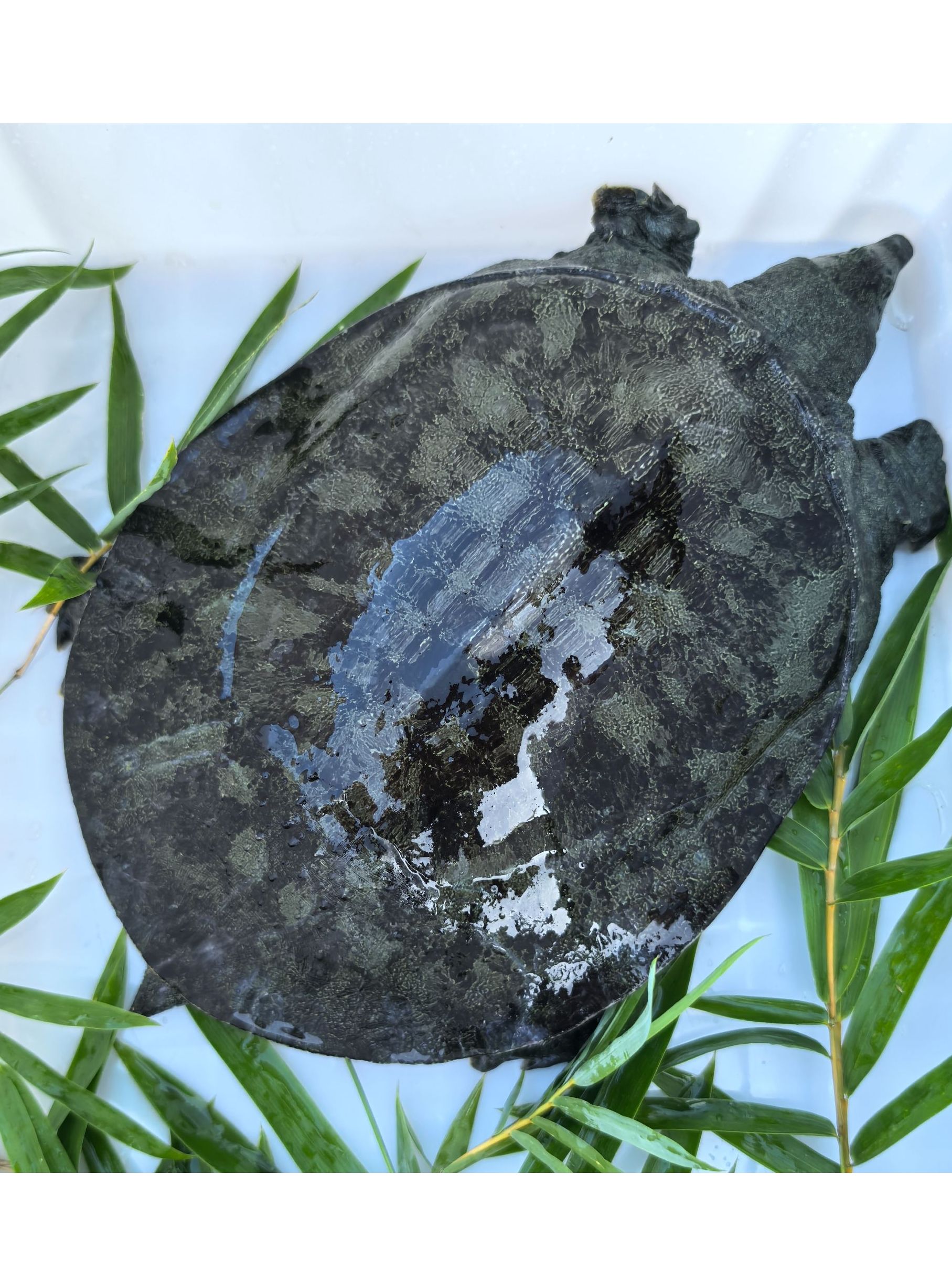 老甲鱼水鱼各种大甲鱼不支持退货，改价链接