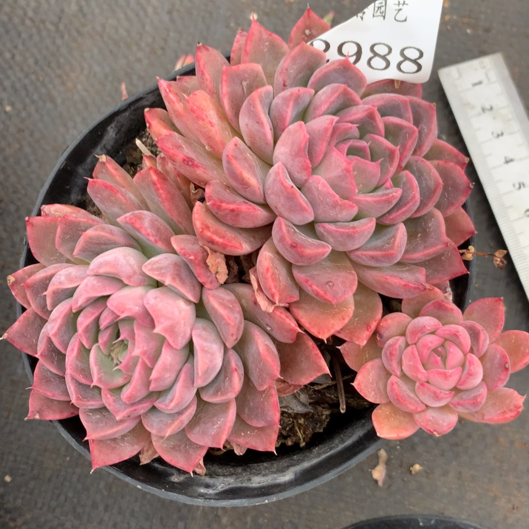 2988杂交多肉植物