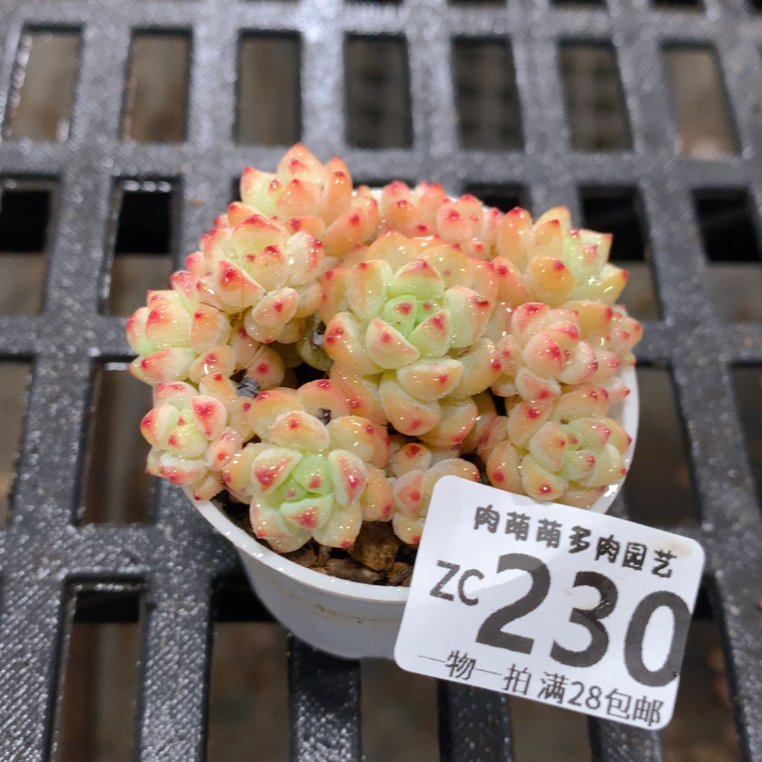 肉萌萌拇指盆精控多肉ZC230