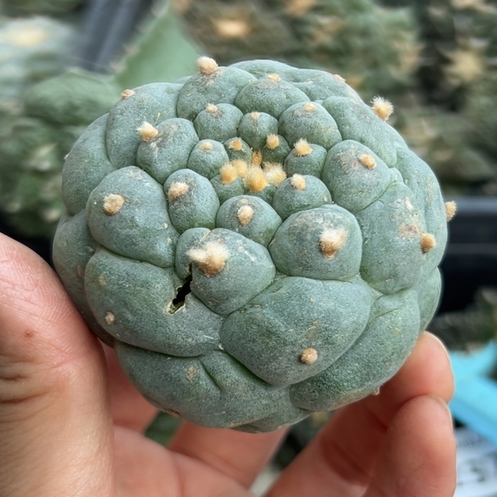 269 无根 仙人球的故事