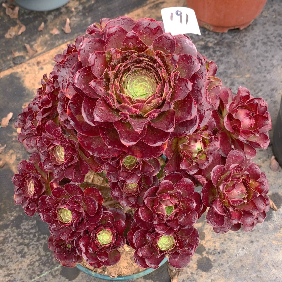 191魅金玫瑰精品法师多肉