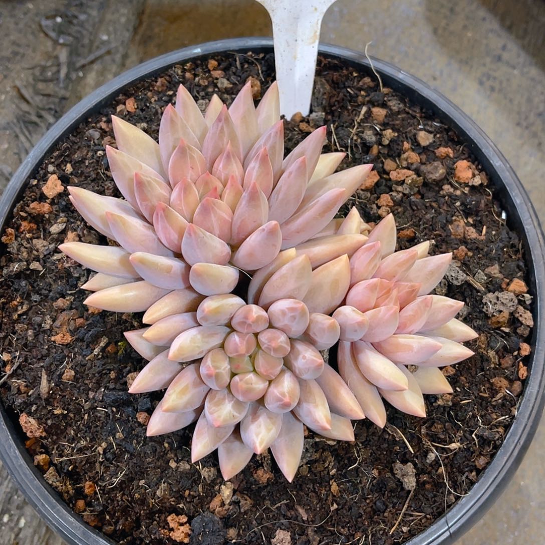 水晶球00000000858