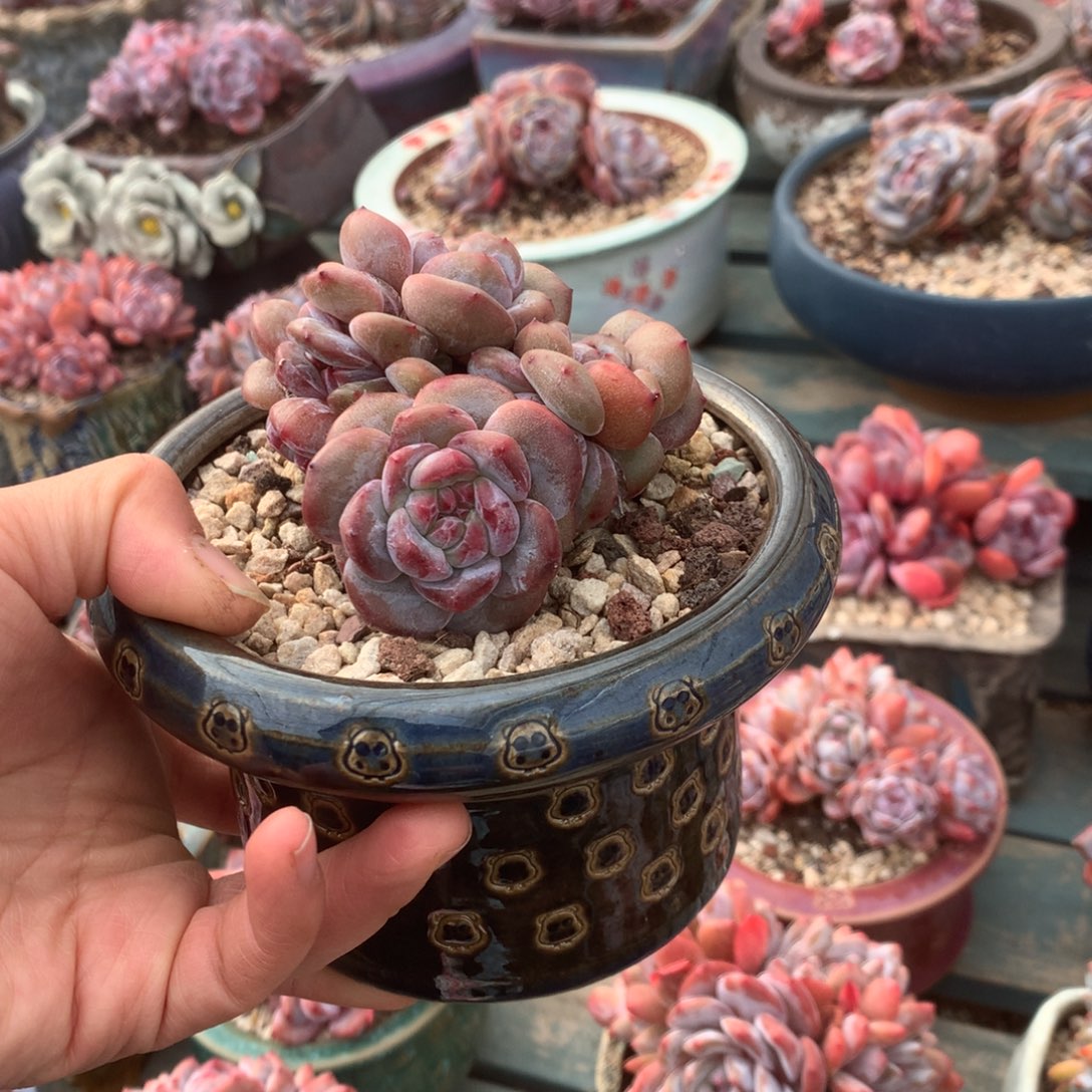 无花朵哈哈哈哈哈哈哈哈3