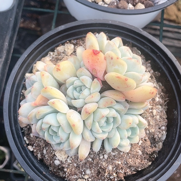 冰玉老桩子8头起45一盆