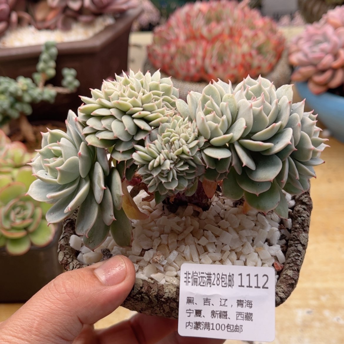 【闪购商品】1112雪域蓝巴黎缀