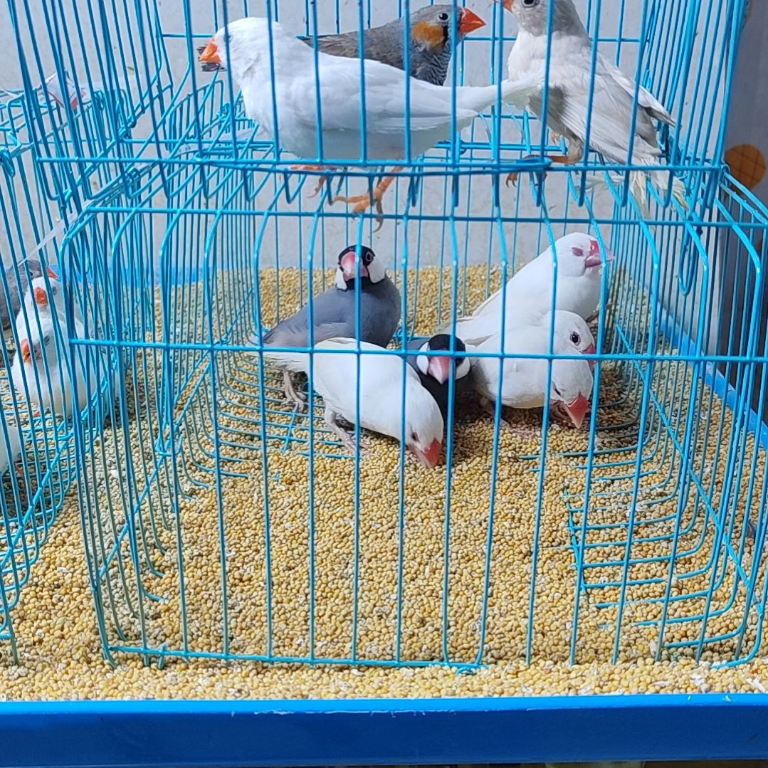 知***乐文鸟特价文鸟断尾少毛爪子有瑕疵六只不包公母