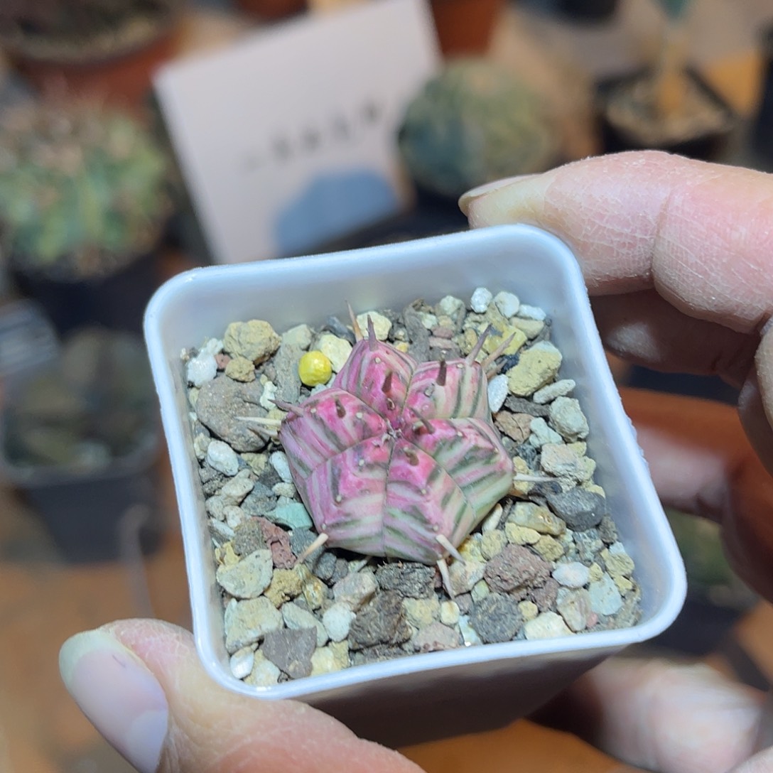 斑马锦仙人球一物一拍