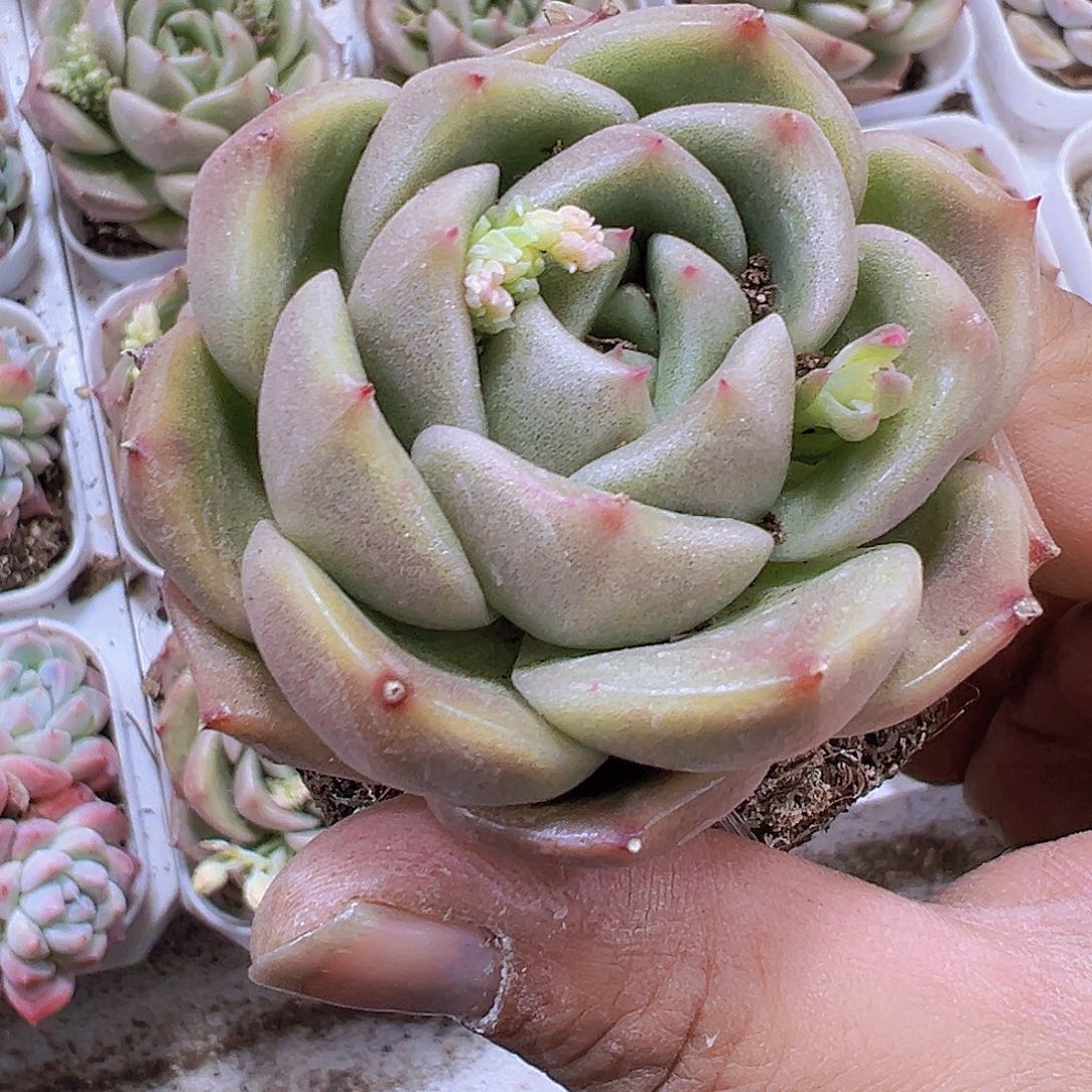 白玫瑰19包邮多肉植物