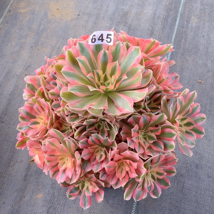 645老庄多肉法师初恋