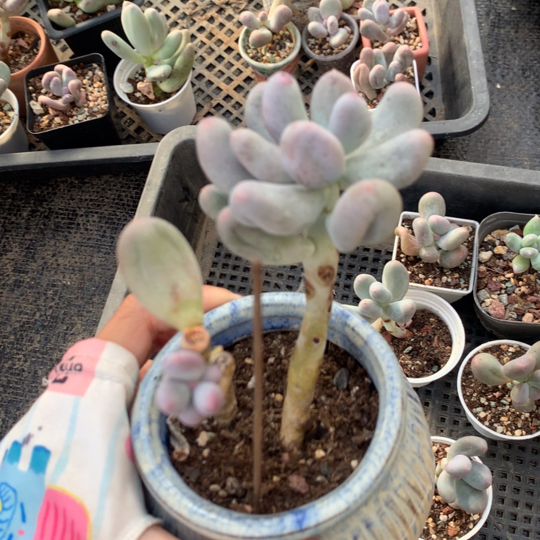 米可奶 精品韩国奶酪多肉