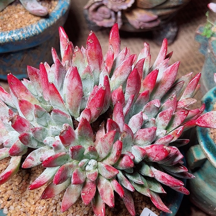 9123刘丹海瑟仙女杯多肉