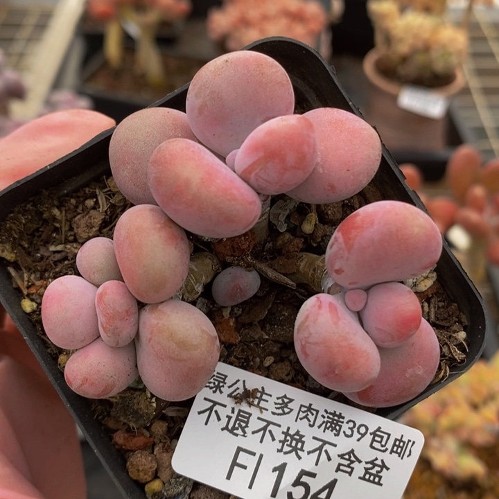 腰子桃蛋5cm154多肉植物