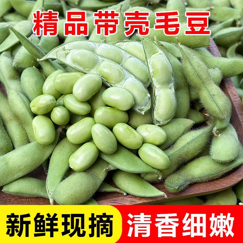 产地新鲜现摘带壳毛豆农家种植现发当季时令蔬菜青豆下酒菜