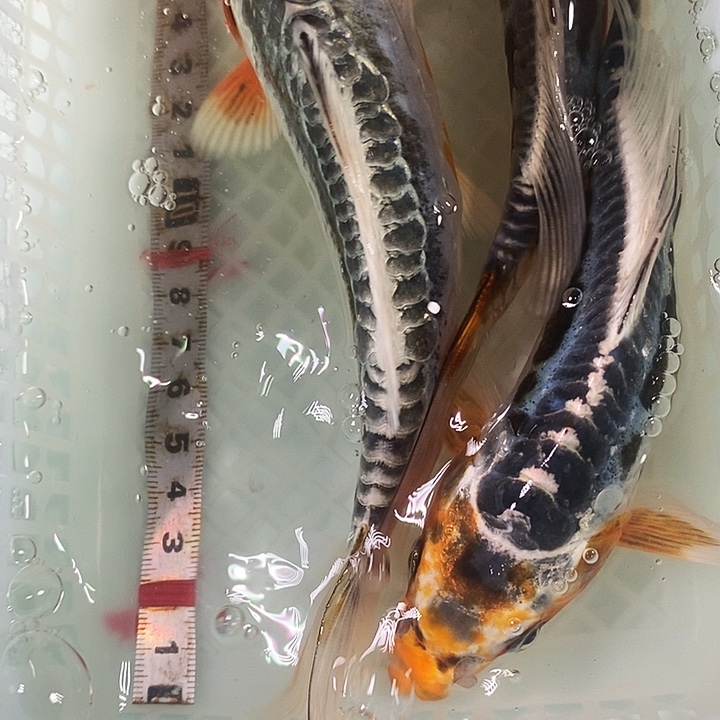 锦鲤冷水锦鲤包邮