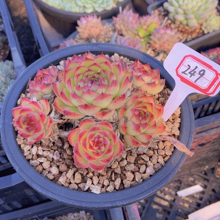 你***．月亮石一物一拍249号