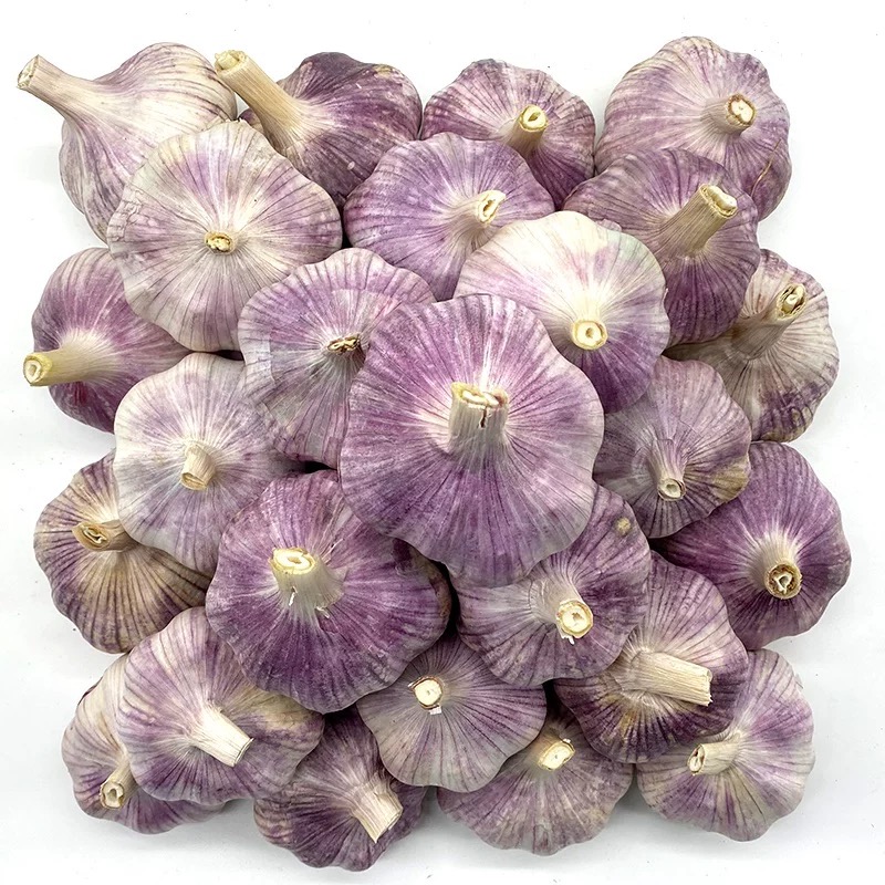 2025年  农家自种新鲜大蒜头  产地直发 蒜香浓郁